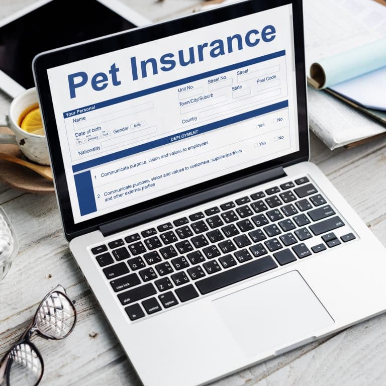 Pet Insurance for Dogs in the UK: What Owners Need to Know