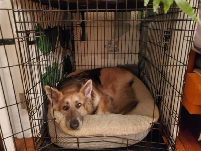 How to create a pet-friendly home