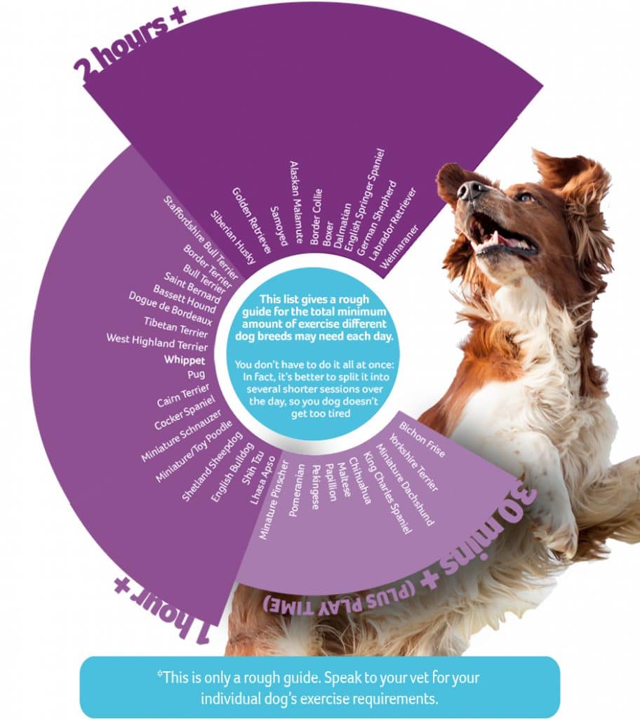 dog-exercise-time-chart-v5-912x1024 How much exercise does a dog need?