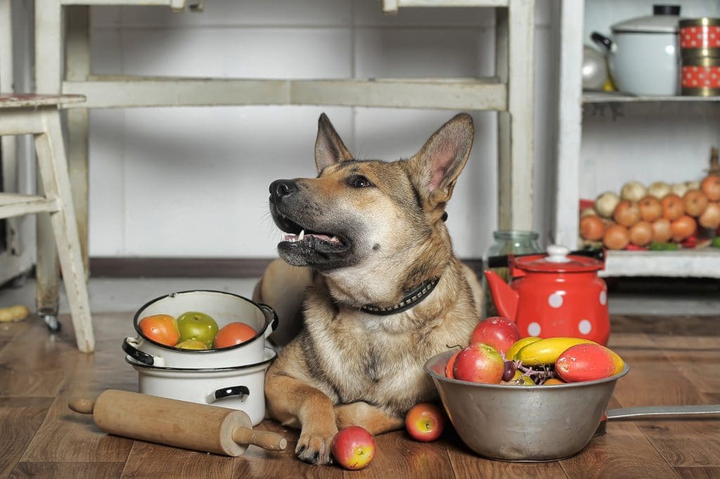homemade-dog-food-1024x681 Homemade dog food