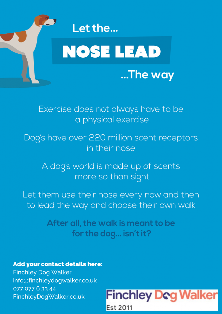 Copy-of-Let-the-nose-lead-the-way-724x1024 Some tips for entertaining your dog whilst on outdoor walks
