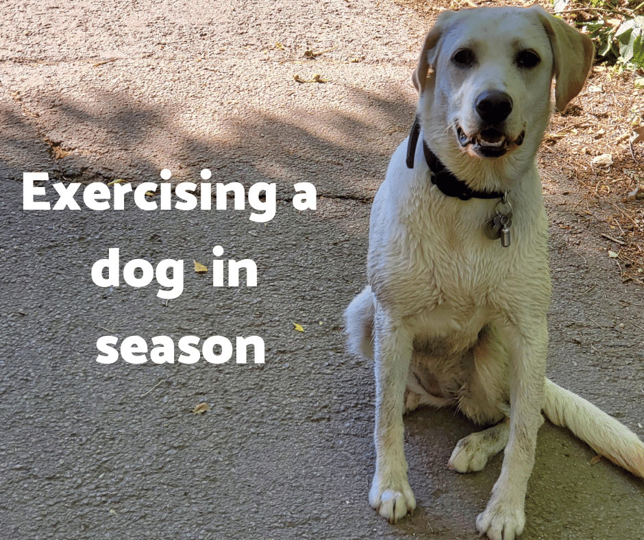 Exercising-a-dog-in-season Exercising a dog in season
