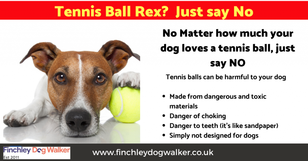 dogs-and-tennis-balls-1024x536 Are tennis balls dangerous for dogs?
