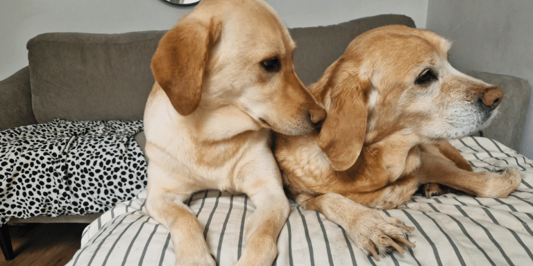 Best Dog Care Option When You Go on Holiday