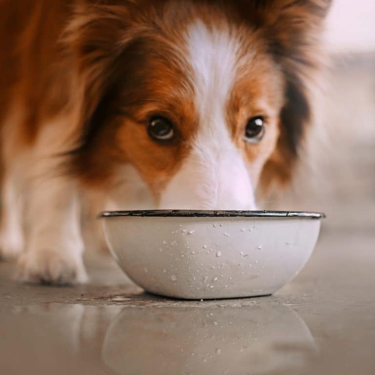 Is My Dog Drinking Enough Water? A Practical Dog Hydration Guide