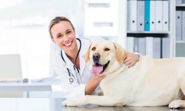 dogs and microchips