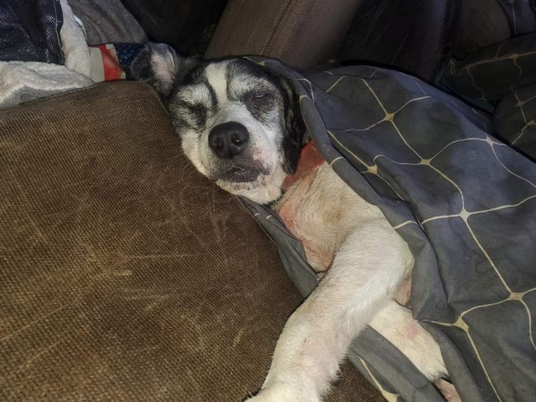 Leaving a dog home alone