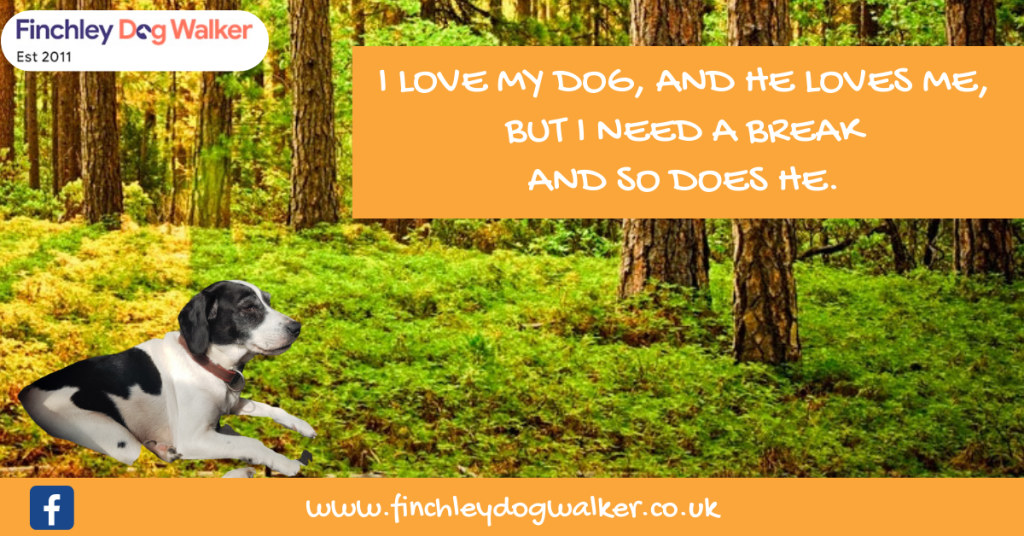 i-need-a-holiday-finchley-dog-walker-1024x536 The best option to choose for your dog when going on holiday