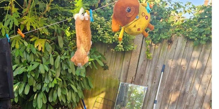washing dog toys