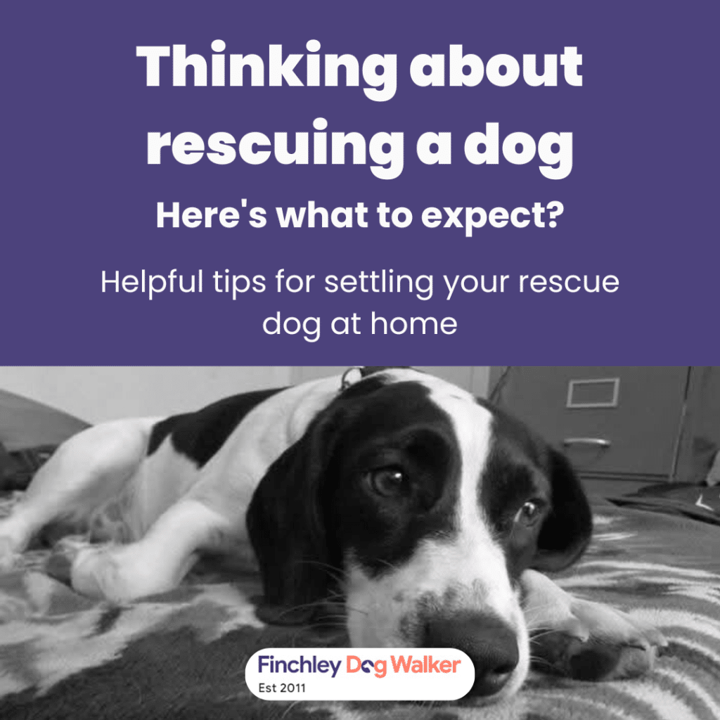 A black and white dog resting on a bed with text: Thinking about rescuing a dog – here's what to expect.