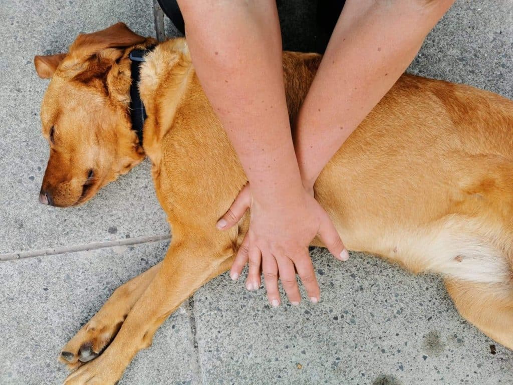 dog under 10k chest compression  first aid
