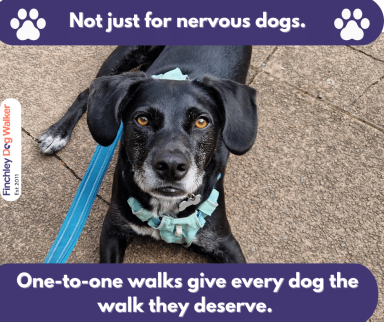 Reward-based handling during a one-to-one dog walk in Muswell Hill