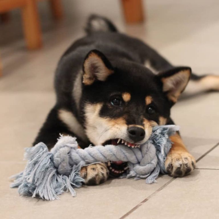 Rainy Day Activities for Dogs