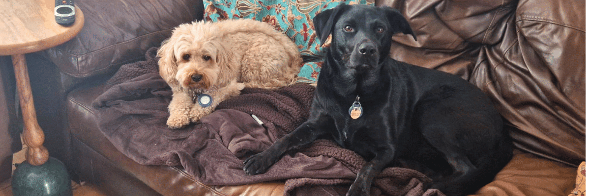 Choosing a trusted dog sitter or boarder