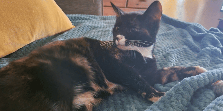 cat care advice