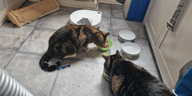 cat care tips