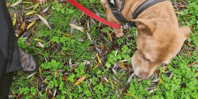 First Walks with a Rescue Dog