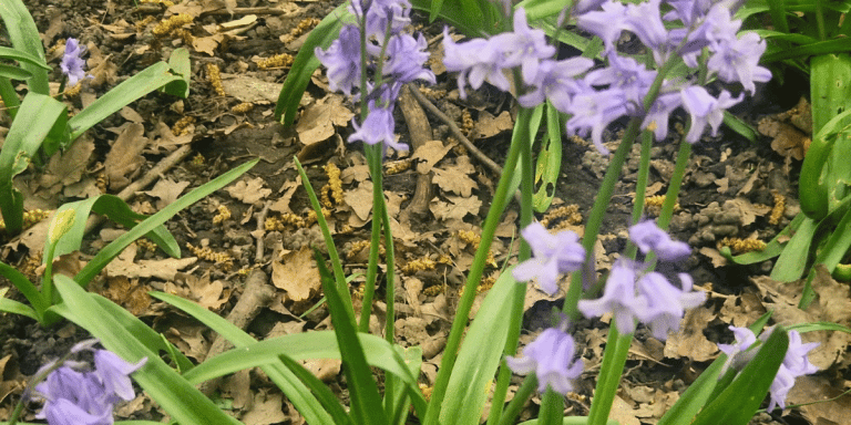 dogs and bluebells