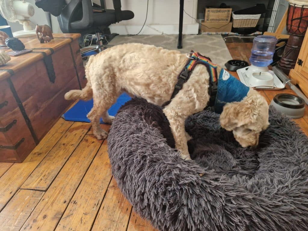 dogs and heat in a flat - sniff and find dinner