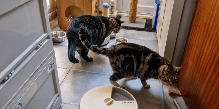 Cat eating from a wide food bowl at home