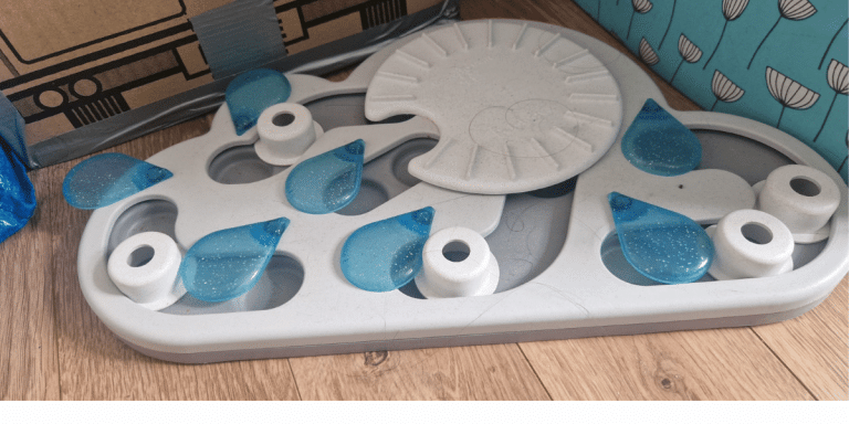 How to Keep an Indoor Cat Happy, Active and Mentally Stimulated