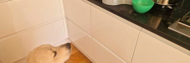 dog food and nutrition
