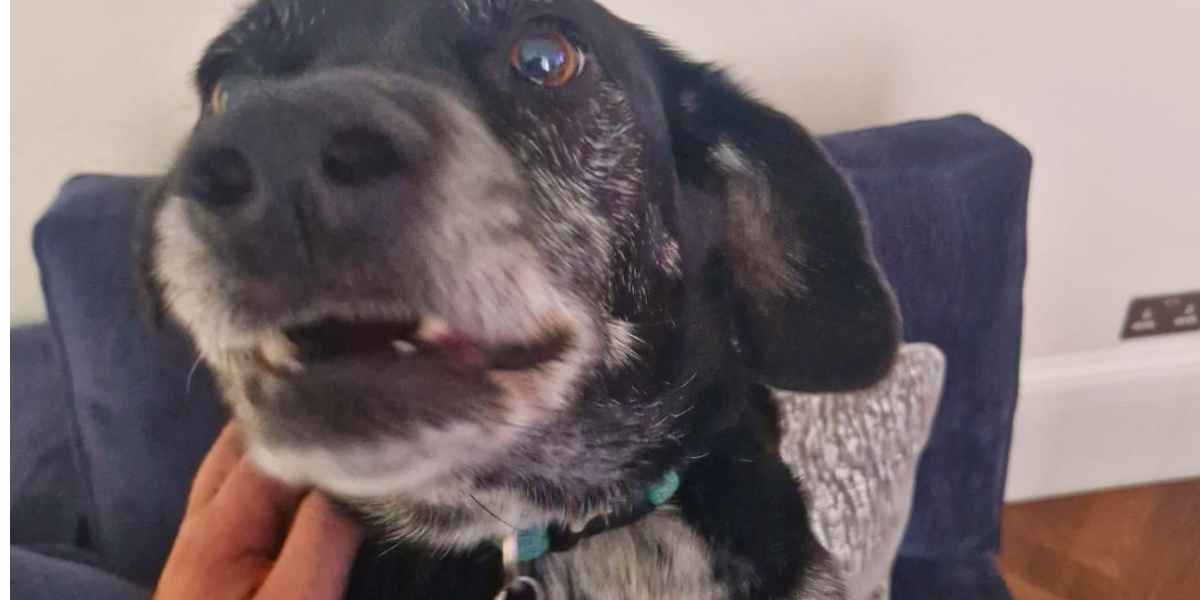 Del providing calm pet care during a home visit in Finchley