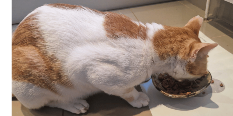 cat sitting