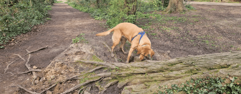 Dog enjoying a good sniff on a woodland walk in Finchley