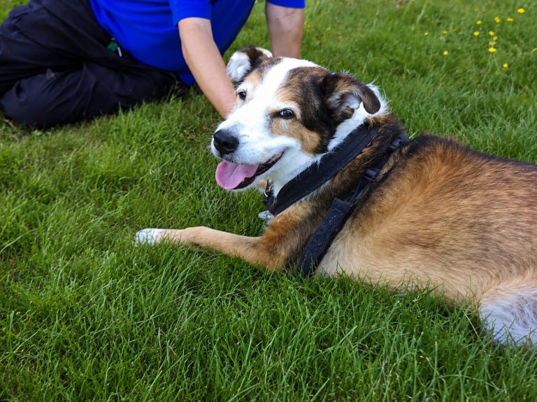 What I notice on a dog walk: small changes worth mentioning to your vet